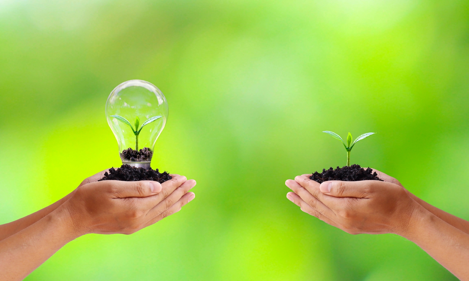 two hands holding small plants